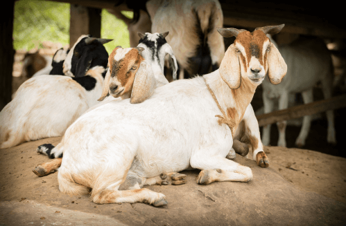 Goat Marketplace